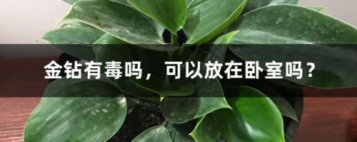 金钻有毒吗，可以放在卧室吗？