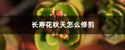 长寿花秋天怎么修剪