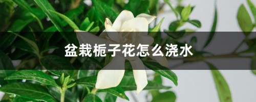 盆栽栀子花怎么浇水