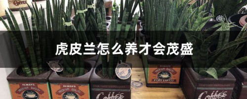 虎皮兰怎么养才会茂盛