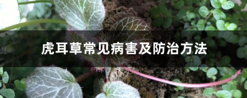 虎耳草常见病害及防治方法