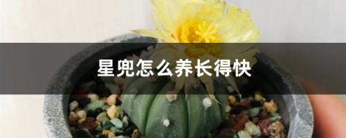 星兜怎么养长得快