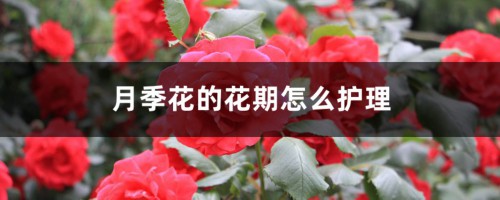 月季花的花期怎么护理